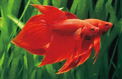 トラディショナル・ベタ赤は体長7cmで鮮やかな赤色が美しい人気の観賞魚