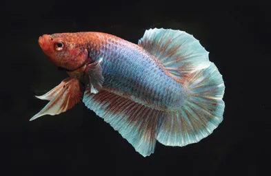 プラガットは原種に近い形が特徴の闘魚ベタで自然な体型が魅力