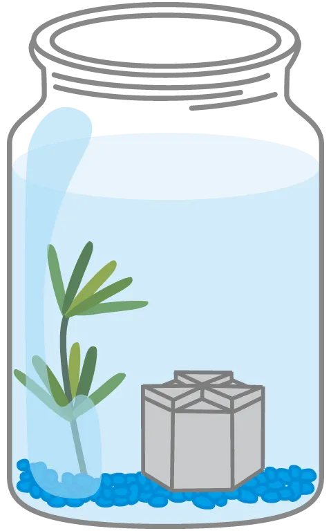 水草などをレイアウトしよう。水草は隠れ場所や水質の浄化にもなるんだ。