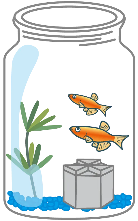 水温を合わせてから、容器に魚を入れよう。