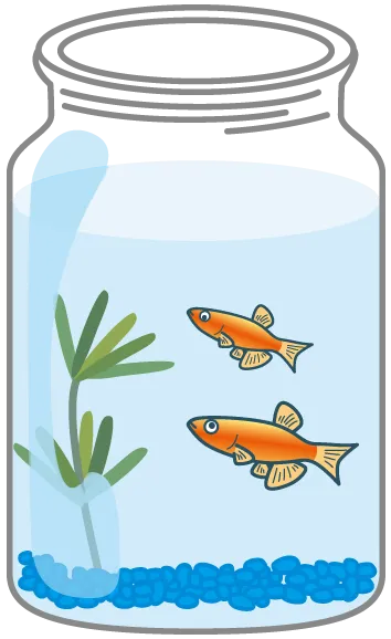 水温を合わせてから、水草と魚を入れよう。