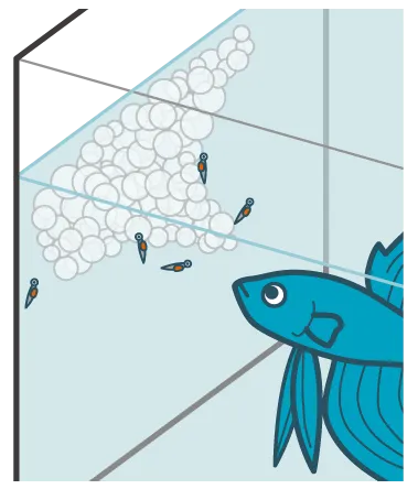 泡巣を作るベタのオスと稚魚の育て方|熱帯魚の飼育・繁殖方法