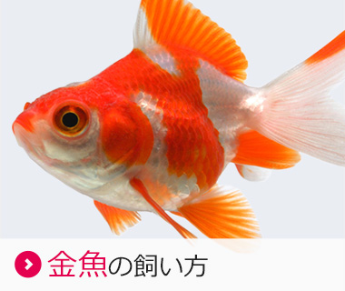 金魚の飼い方 金魚の飼育方法 金魚のエサ 金魚用飼料 キョーリン