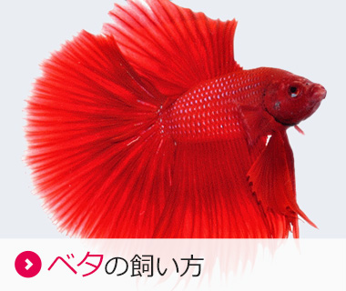 ベタの飼い方 ベタの飼育方法 熱帯魚用飼料 餌 エサ キョーリン