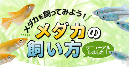 メダカの飼い方 メダカ エサ 水槽 繁殖 長生き メダカの飼い方 キョーリン Hikari