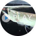 キョーリン動画館