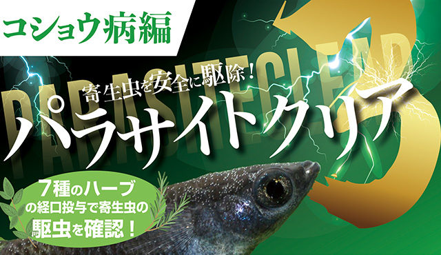 ホーム＜錦鯉,金魚,熱帯魚,メダカ,小動物,鳥,爬虫類,両生類,飼い