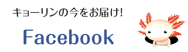 キョーリン の今をお届け!Facebook