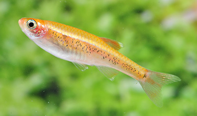 ゴールデンアカヒレ