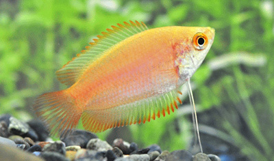 ゴールデンハニードワーフグラミ―