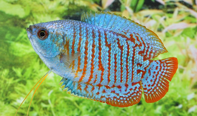 ネオンドワーフグラミー