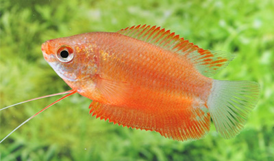 レッドグラミー