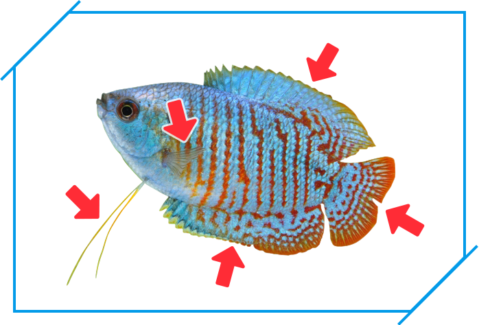 ネオンドワーフグラミー