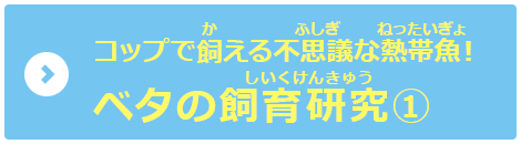 コップで飼える不思議な熱帯魚!ベタの飼育研究①