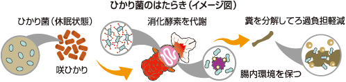 ひかり菌の働き