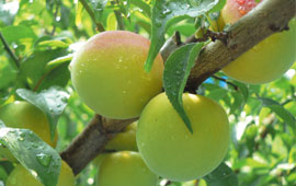 特殊原料（1）『梅エキス』（紀州産の梅から抽出）