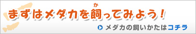 まずはメダカを飼ってみよう!メダカの飼いかたはコチラ