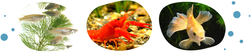 水辺の生き物たち