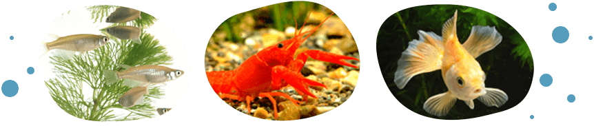 水辺の生き物たち