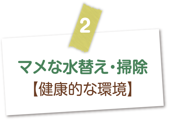 マメな水替え・掃除【健康的な環境】
