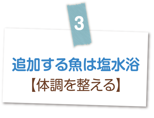 追加する魚は塩水浴【体調を整える】