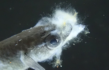 水カビ病