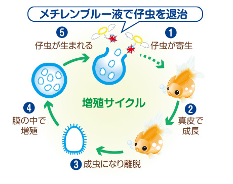 メチレンブルー液で仔虫を退治
