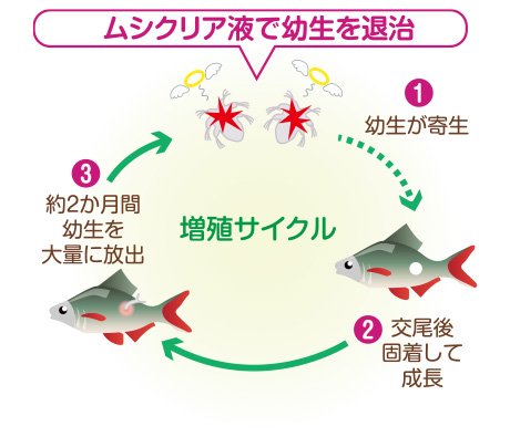 ムシクリア液で幼生を退治