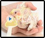 オカメインコの雛鳥 給餌風景