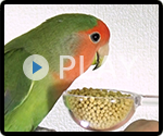 コザクラインコ 給餌風景
