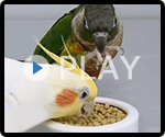 オカメインコ+ホオミドリアカオウロコインコ 給餌風景
