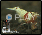 ひかりエビ