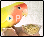 コザクラインコ ルチノー 給餌風景