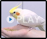 オカメインコ 給餌風景
