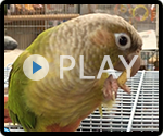 ホオミドリアカオウロコインコ パイナップル 給餌風景