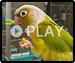 ホオミドリアカオウロコインコ パイナップル 給餌風景
