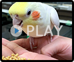 オカメインコ 給餌風景