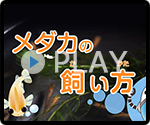 メダカの飼い方について知ろう！