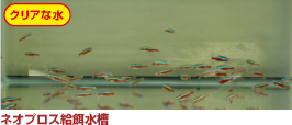 ネオプロス給餌水槽