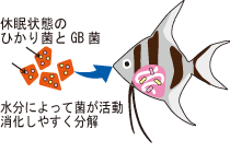 休眠状態のひかり菌とGB菌 水分によって菌が活動消化しやすく分解