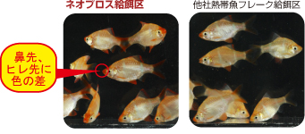 鼻先、ヒレ先に、色の差