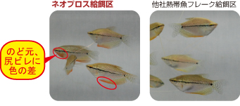 のど元、尻ビレに色の差