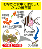 ゴールドプロスの汚泥の量は他社金魚フレークの約７０％