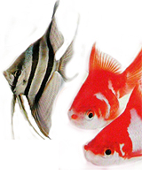 アルタムエンゼル　サラサリュウキン