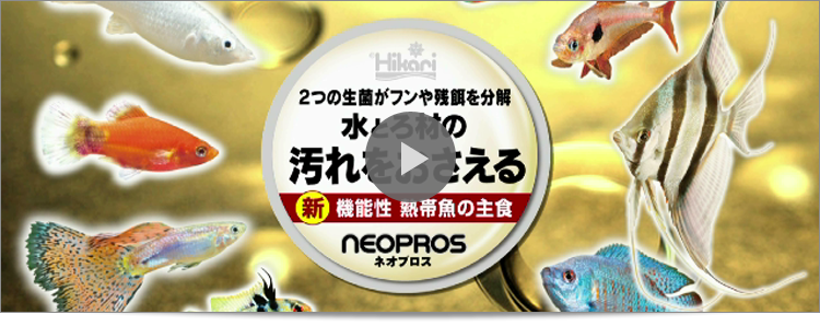 新世代フレーク 熱帯魚のエサ ネオプロス 金魚のエサ ゴールドプロス 新世代フレーク 熱帯魚のエサ ネオプロス 金魚のエサ ゴールドプロス