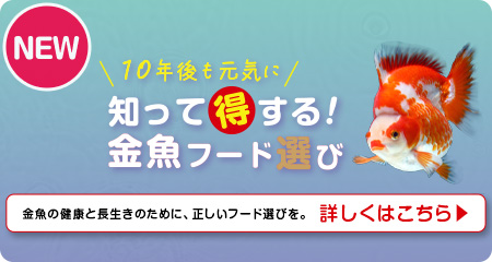 「知って得する！金魚フード選び」をアップしました！