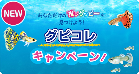 3社合同企画　グピコレ Instagramキャンペーン2026！
