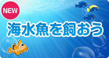 「海水魚を飼おう」をアップしました!