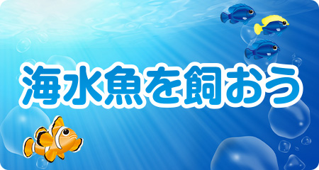 「海水魚を飼おう」をアップしました！