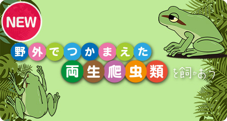 「二ホンアマガエルを飼おう」をアップしました!